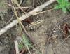 Calliptamus sp.
